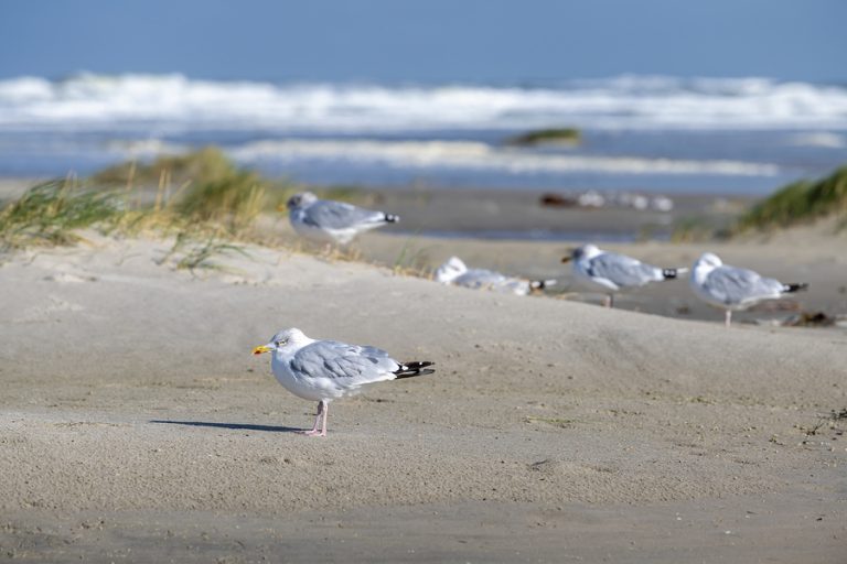 Waddeneilanden Waddeneilanden